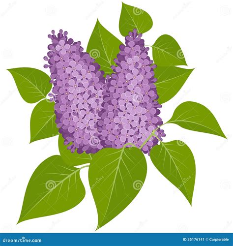 Purple lilacs stock vector. Illustration of love, shrub - 35176141