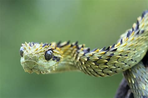 African Bush Viper Colors