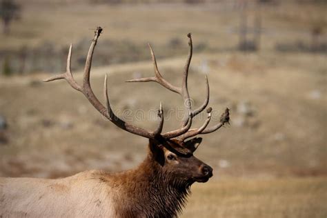 Side Portrait of a Bull Elk with Beautiful Antlers Stock Image - Image ...