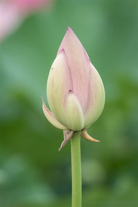 Stages of a Lotus Flower Blooming at Kenilworth Aquatic Gardens — Todd ...