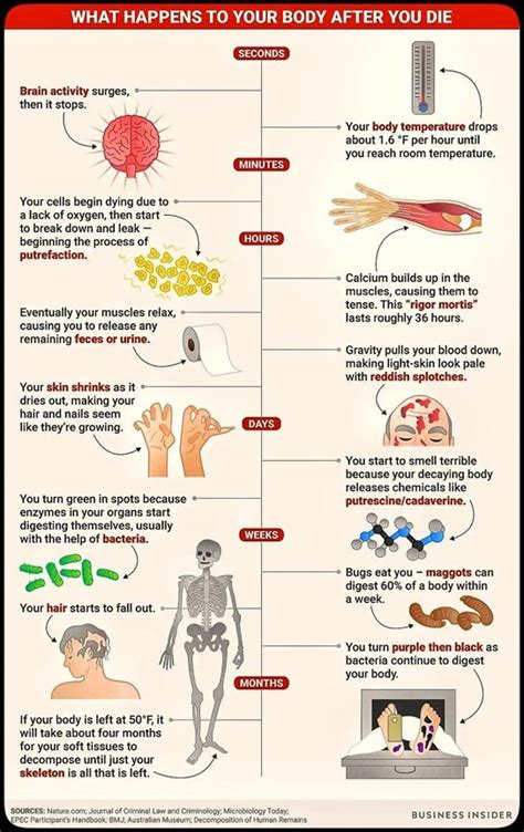 Stages Of Decaying Human Body