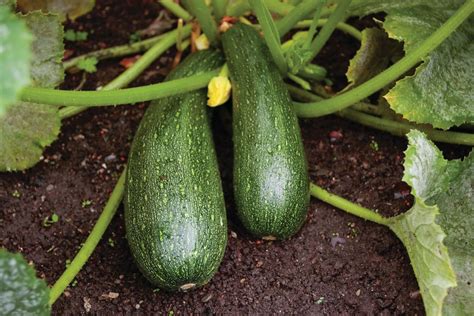 Zucchini | Summer Squash, Edible Fruit, C. pepo | Britannica