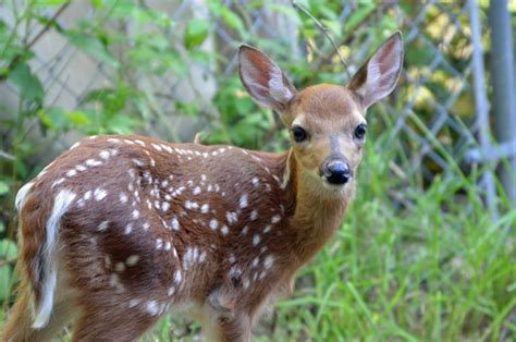 Maine Wildlife Park | See a Maine Moose Guaranteed