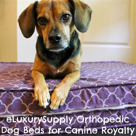 Orthopedic Dog Beds Fit for Canine Royalty From eLuxurySupply