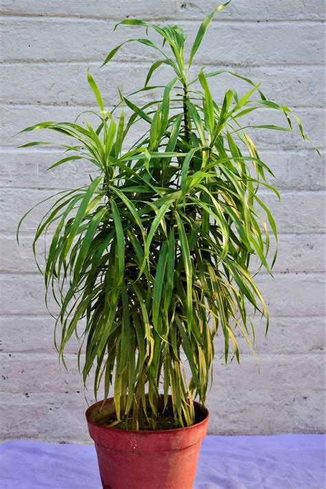 Buy Dracaena Reflexa - 2-5 days Free Delivery