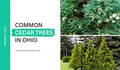 2 Types Of Cedar Trees In Ohio (Photos & Identification) - Regional Gardening