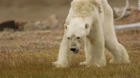 Polar Bear Starving Polar Bear Video Goes Viral - WCCB Charlotte's CW