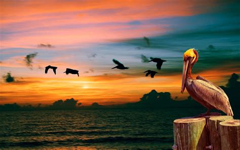 pelican, Bird, Sunset, Ocean Wallpapers HD / Desktop and Mobile Backgrounds