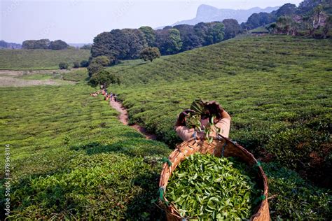 Overview of a tea plantation in Malawi Stock Photo | Adobe Stock