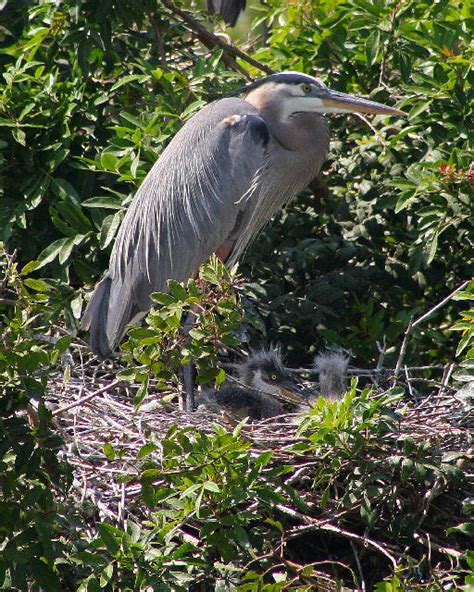 Great Blue Heron Nesting_3065