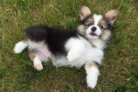 26 of the Cutest Corgi Pictures | Reader's Digest