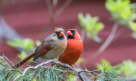 What is the State Bird of Illinois? - US State Bird Facts