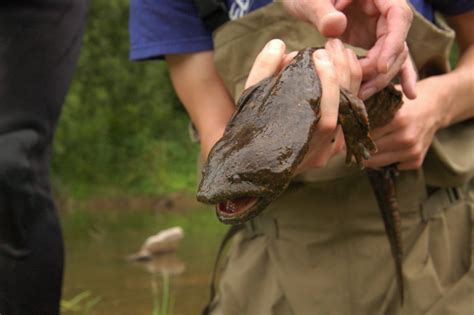 Rustling River Monsters for Science | PBS News