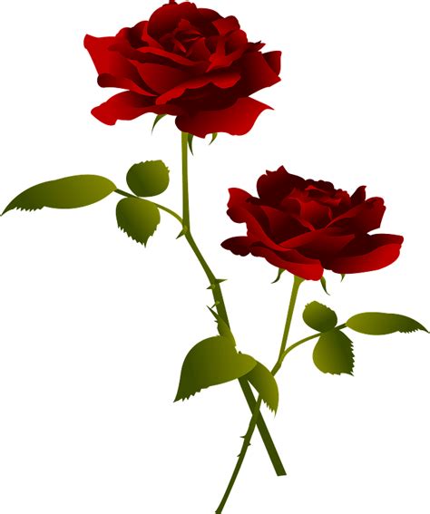 Red rose flower clipart. Free download transparent .PNG | Creazilla