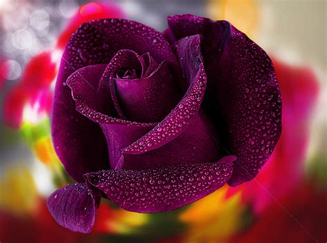 Purple Roses Hd Pics : Purple Wallpaper Iphone Hintergrundbilder ...