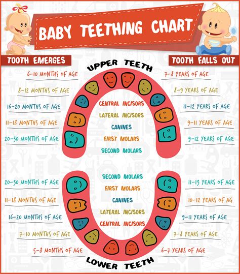 Find out about parenting responsibilities #healthyparenting | Baby teething chart, Baby teeth ...