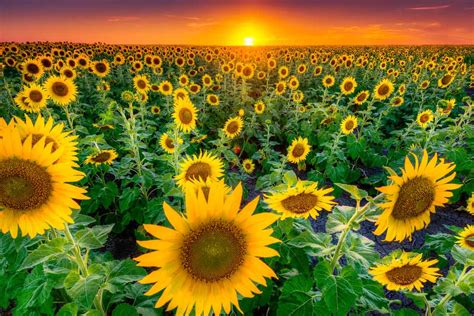 Sunflower Field - Where To Find Gorgeous Sunflower Fields In Maryland And Northern Virginia This ...