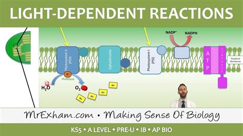 Photosynthesis - Light-dependent Stage - Post 16 Biology (A Level, Pre-U, IB, AP Bio) - YouTube