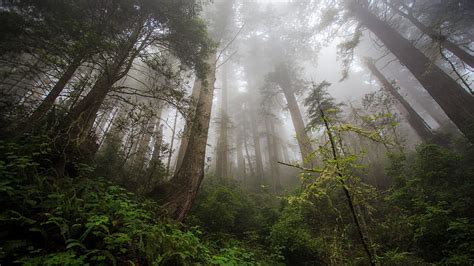 Bosque brumoso desde cero, bosque, hacia arriba, vista, arbustos, niebla, Fondo de pantalla HD ...