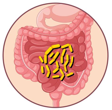 Stomach Bacteria Types