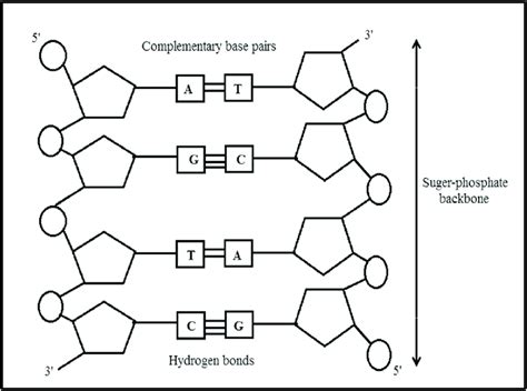 Double-stranded DNA detailed structure. | Download Scientific Diagram