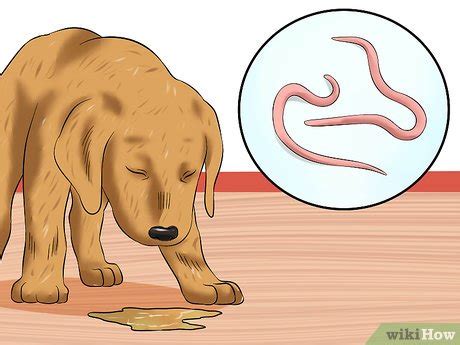 How to Treat Hookworms in Dogs: 14 Steps (with Pictures) - wikiHow Pet