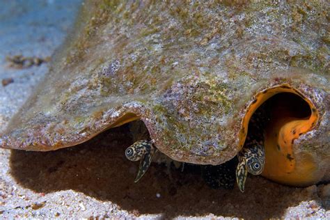 Conch Eyes Photograph by Aaron Whittemore - Fine Art America