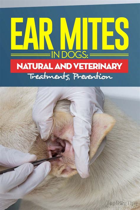 Ear Mites in Dogs: Symptoms, Natural Treatments and Prevention