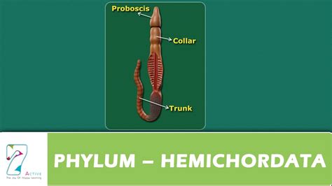 Phylum Hemichordata Examples