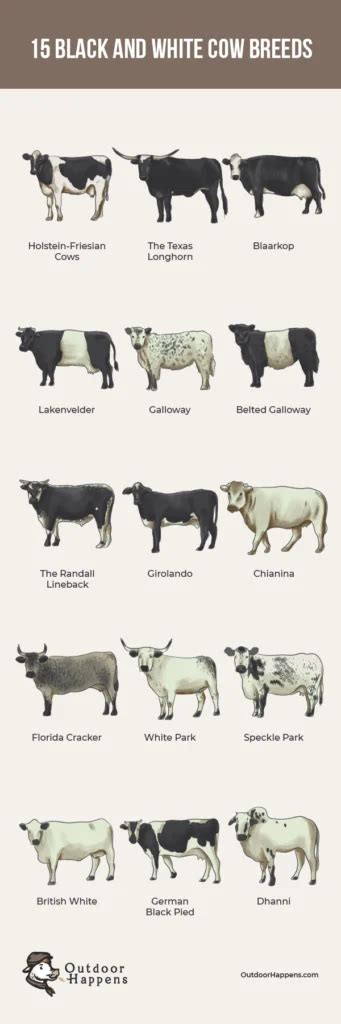 American Cow Breeds