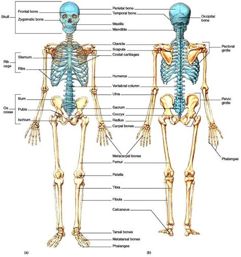 SKELETAL SYSTEM FUNCTIONS & STRUCTURES - PT Skills