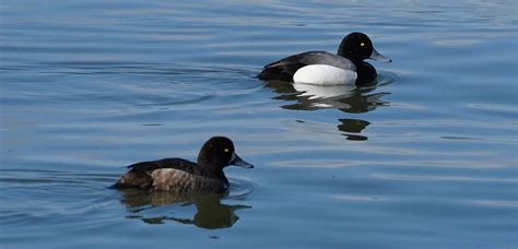 “Birds of Our Local Wetlands” Field Trip Recap & Photos – https://sprcoalitionorg