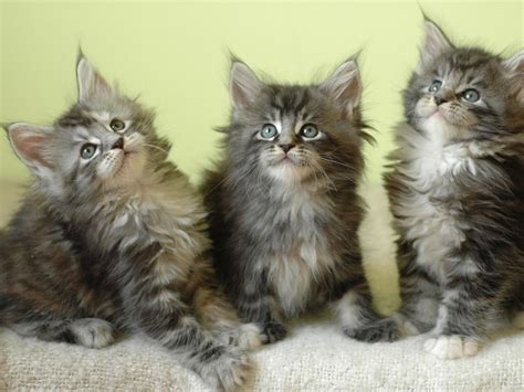 wallpapers: Maine Coon kittens