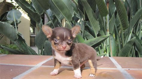 Chihuahua Puppies For Sale Washington State | PETSIDI