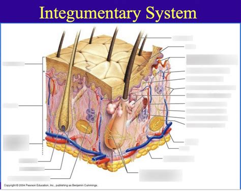 Epidermis Diagram | Quizlet