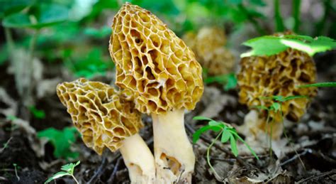 Map Shows Best Places Find Morel Mushrooms Michigan | WWJ Newsradio 950