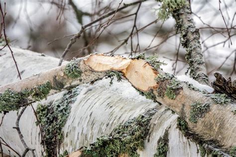 678 Beaver Eating Wood Stock Photos - Free & Royalty-Free Stock Photos from Dreamstime