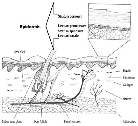 Diagram shows the epidermis with stratum corneum, stratum granulosum,... | Download Scientific ...