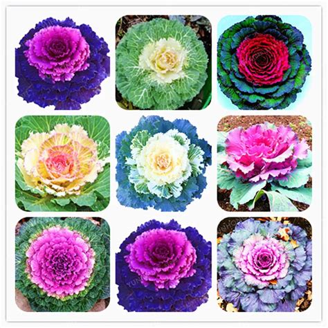 100 Pcs/Bag Kale Seeds Flowering Ornamental Cabbage Seeds Plant Flowering In Bonsai Or Pot ...