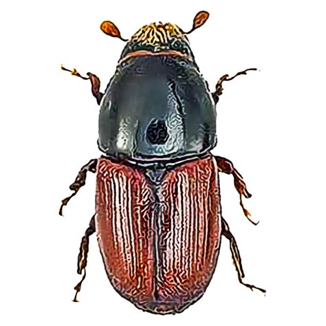 Identify and Control Elm Bark Beetles