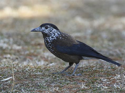 Spotted Nutcracker - Nucifraga caryocatactes - Corvidae - Birds of ...