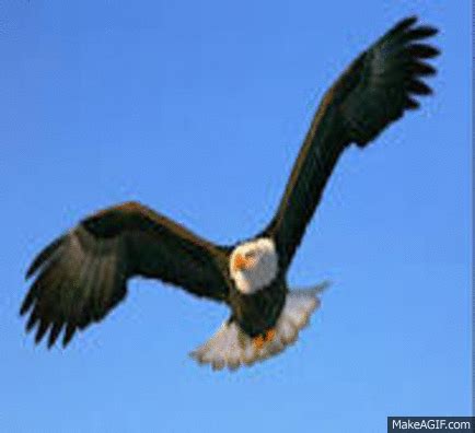 Eagle Flying on Make a GIF