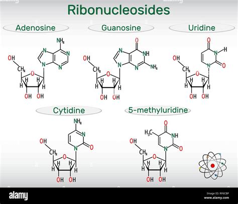 Ribonucleosides (adenosine, guanosine, cytidine, uridine, 5-methyluridine) - pyrimidine and ...