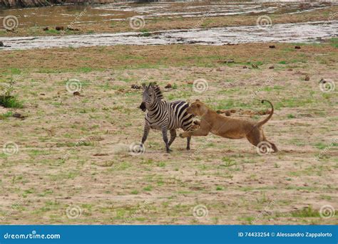 Male Lion Hunting Zebra