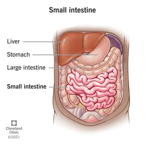 Small Intestine: Function, Parts, Length & Location