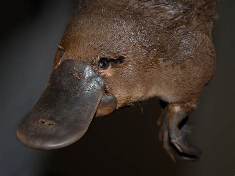 Platypus Wallpapers - Top Free Platypus Backgrounds - WallpaperAccess