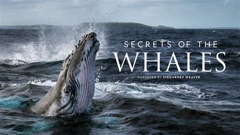 Must-Watch Documentaries for World Ocean Day — Species Unite