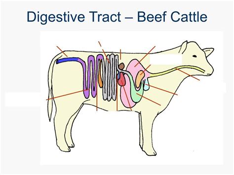 Cattle Digestive System Diagram | Quizlet