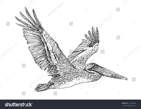 Illustration Of Flying Pelican. Hand Drawing Ink. - 169544660 ...