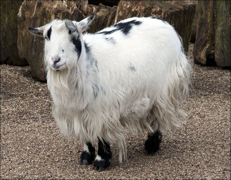 Goat (African Pygmy) - Dudley Zoo and Castle